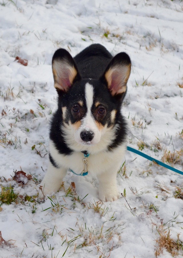 louie corgi