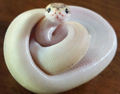 wolfie-has-a-blog:doctorwh000o:Okay but how can anyone hate snakes??Like…Excuse me?? These...