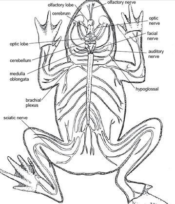 Comparative Anatomy