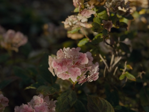 dreamyfilms:wuthering heights (2011, dir. andrea arnold)