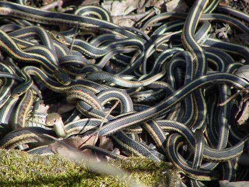 Scales Tails Wings and Things, fyanimaldiversity: Common Garter Snake...