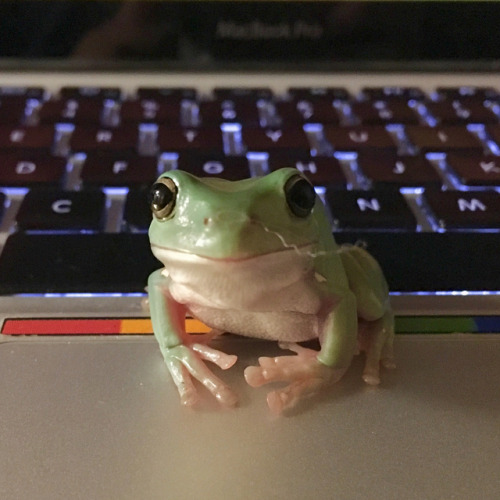 Peridot is ready to help with homework! #frog #frogs...