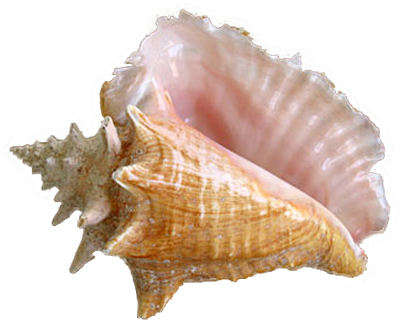 transparent shell | Tumblr