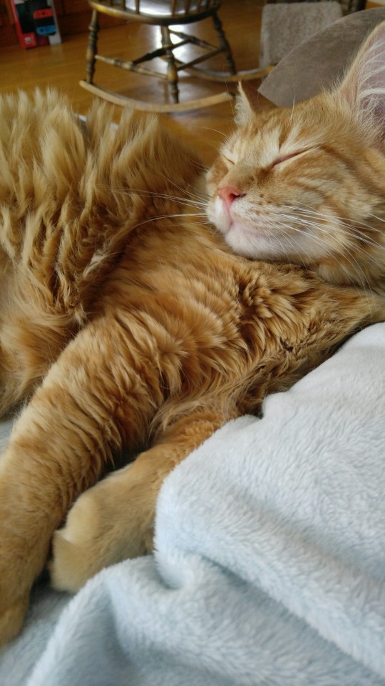 fluffy orange kitty