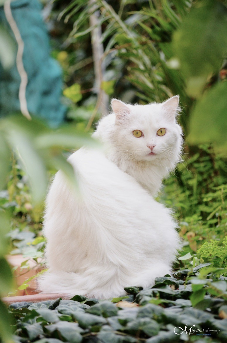 Simple Pleasures...all in Bokeh — mel-cat: A white cat ( by Mujahid ...