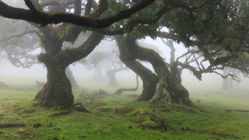 90377:At Fanal, Madeira island by Ricardo Pestana Facebook |...