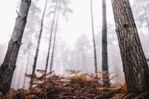 frederick-ardley:Rediscovering HighlightsOxfordshire Forests...