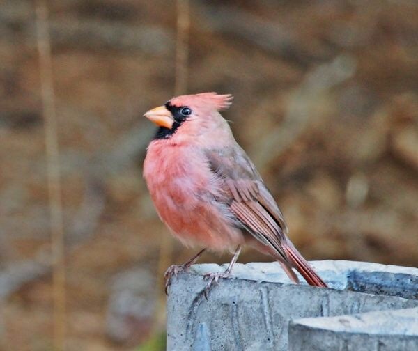 Птица с розовой грудкой и хохолком красивые фото и картинки