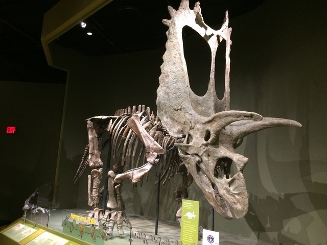 blog-thingy-this-guy-has-the-largest-skull-of-any-terrestrial