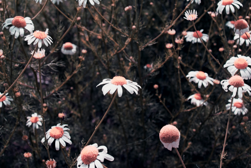 Tumblr o4l9mdk9uw1tkqlxxo1 500