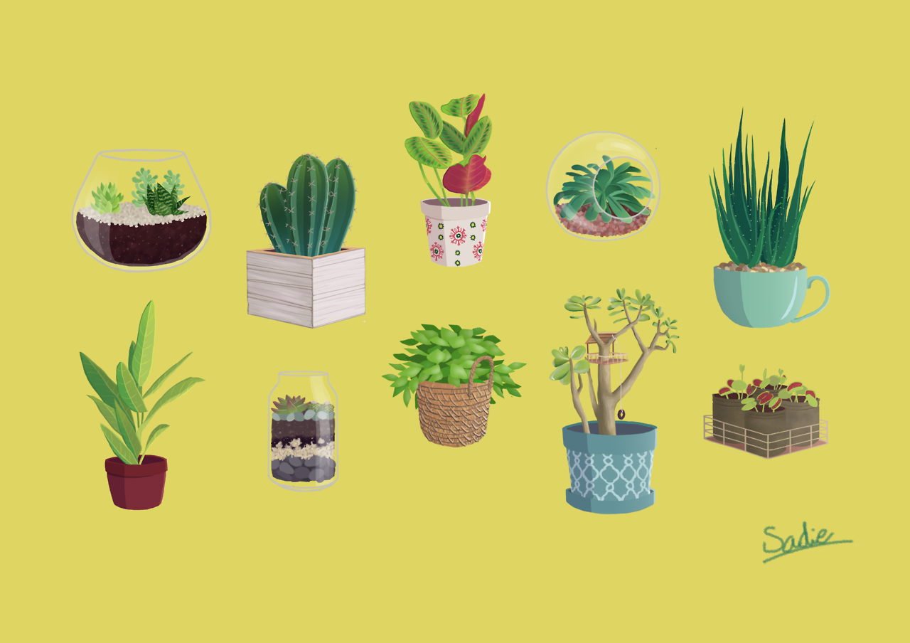 Baka - sadieikki: My baby plants. This illustration works…