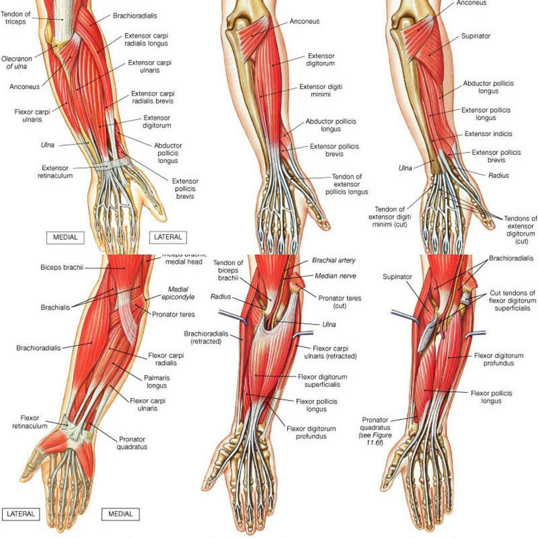 Snphysio Flexors And Extensors Of The Forearm Muscles