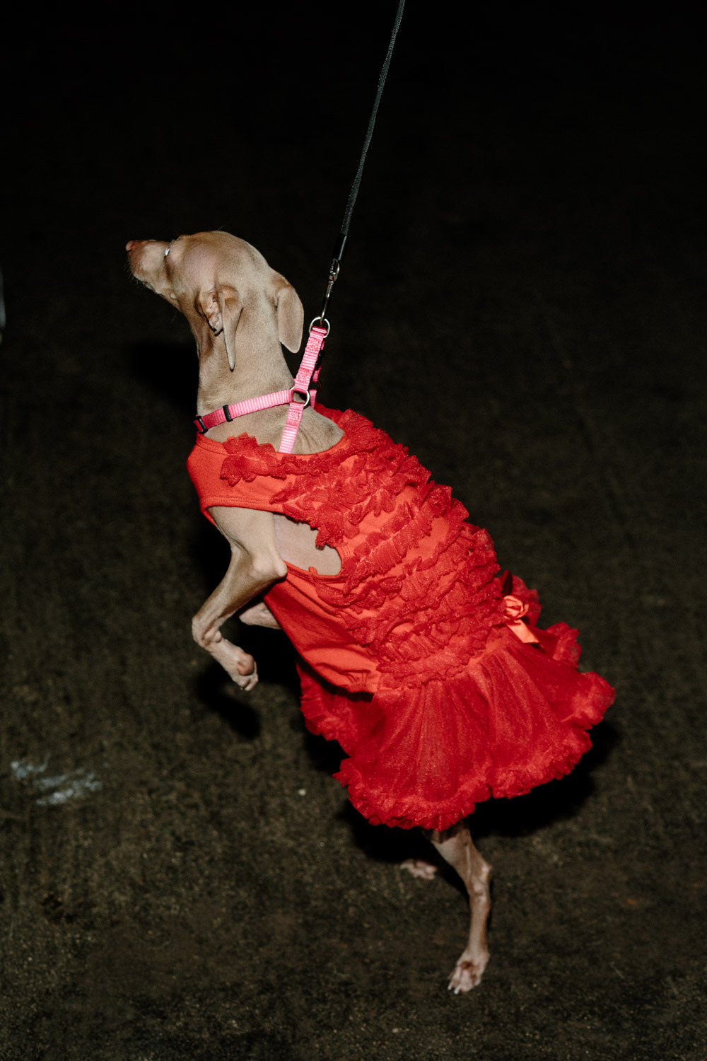  Golden Gate Kennel Club dog show. San Francisco,...