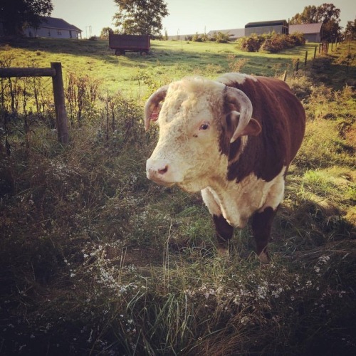 Walking the cows to a north gate to let them venture through the...