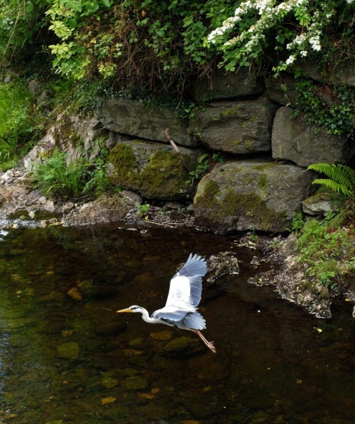 photo-raven:Spotted in Kenmare, Co. Kerry, Ireland