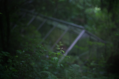 kenmarten:Abandoned Glasshouse, Wales (part 2)