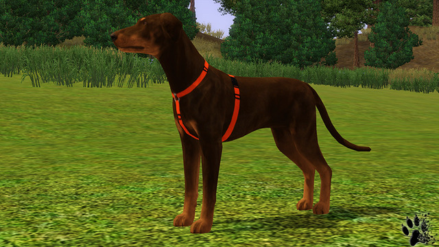 That U2019s My First Try To Create A Dog Harness For