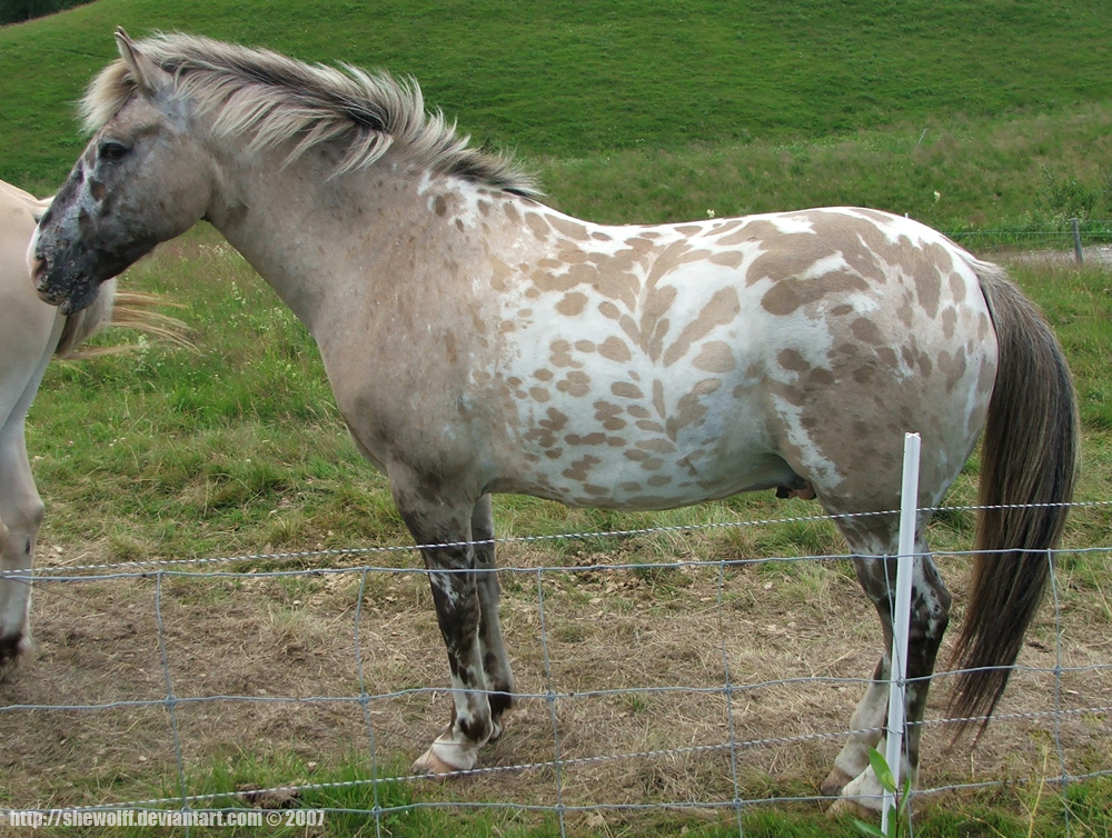 Horse image