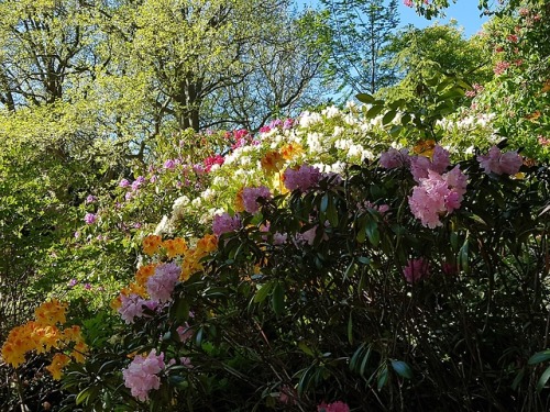 vargtimmar:Botanic garden - Gotland (a small island in Sweden)