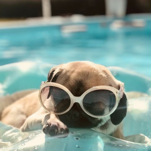 pugs:Who else misses summer? ☀️✨