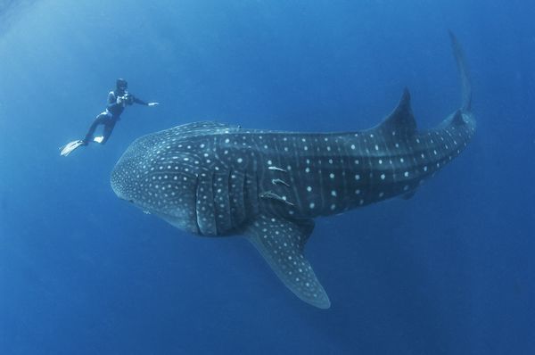 Secrets Of Whale Shark Migration Revealed Brian Mad