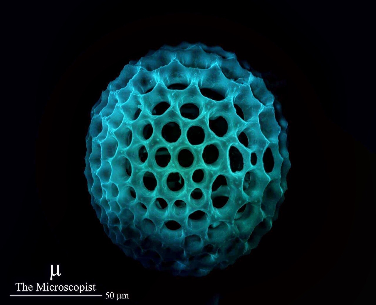 The Microscopist — IMAGE REVISITED: Radiolaria are a type of...