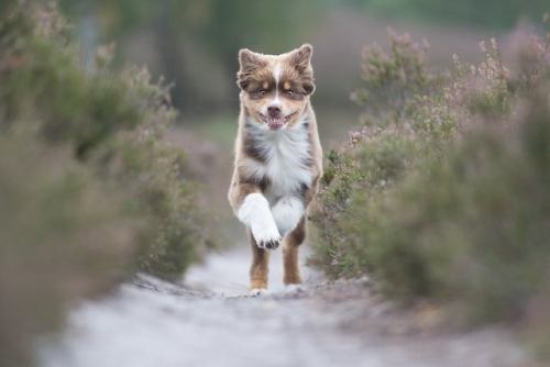 I’m a dog photographer and this beauty visted me today.