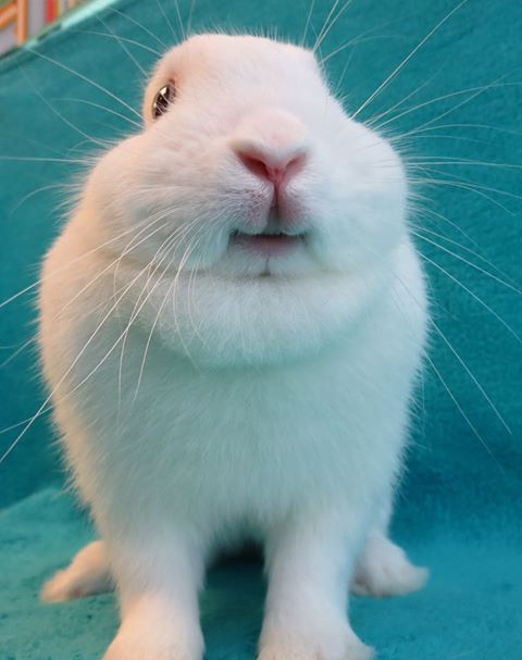 thedailybunnies:Oh hai! Iz a happee!! Wait…. WHERE ARE MY...