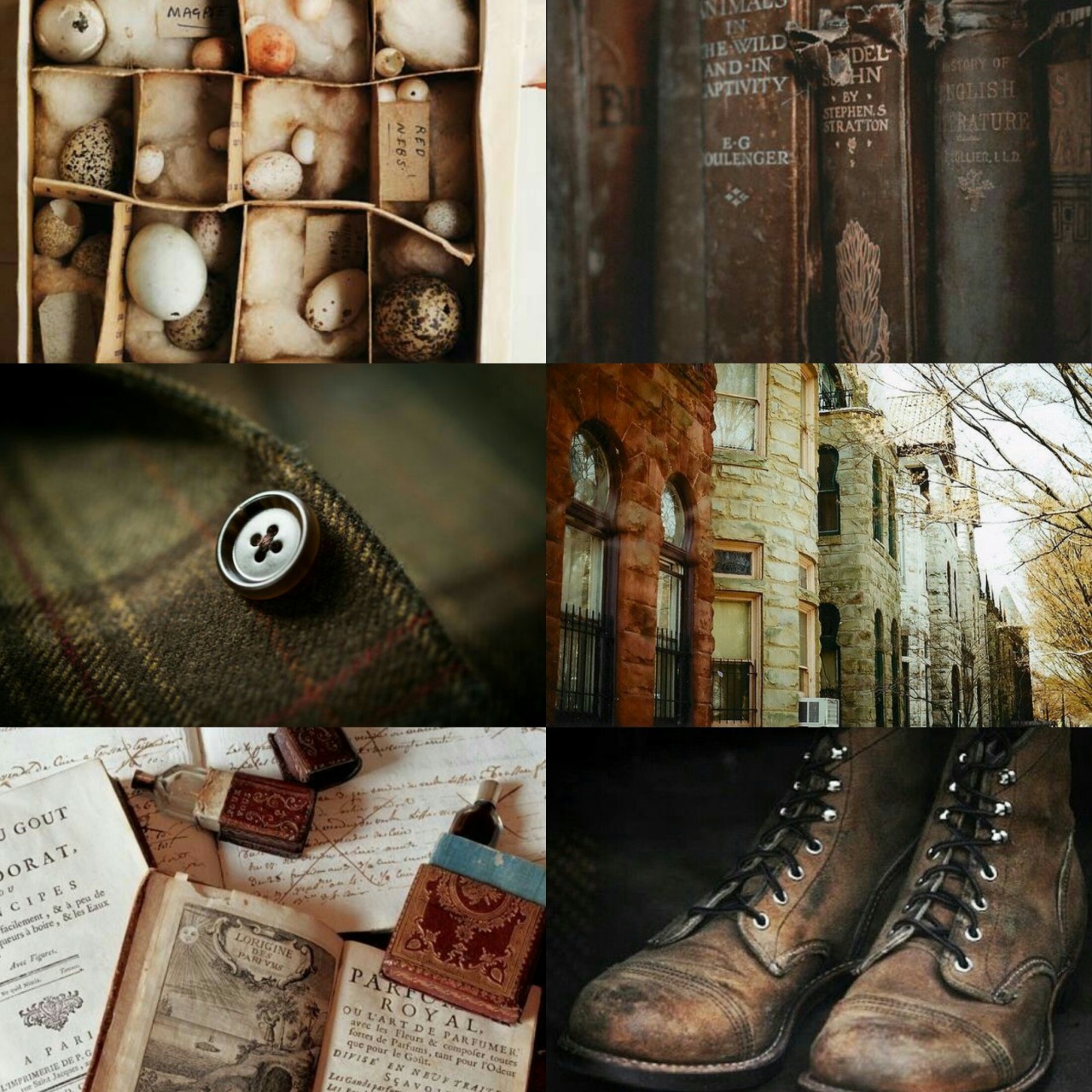 newt scamander book