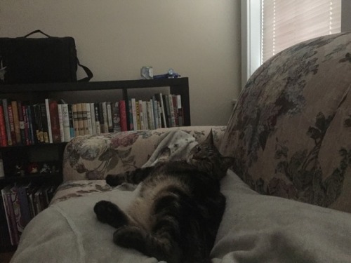 This is the look I get in the morning when I wake her up. Little bitch is allowed to wake me up at 4 AM, but heaven forbid I disturb her time upon my thighs.