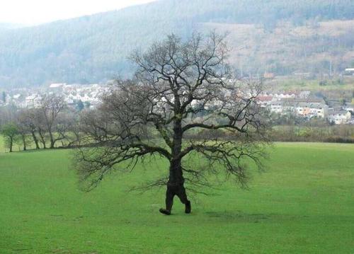 fakehistory:A vietnam spy uses new tree tactics to spy on the...