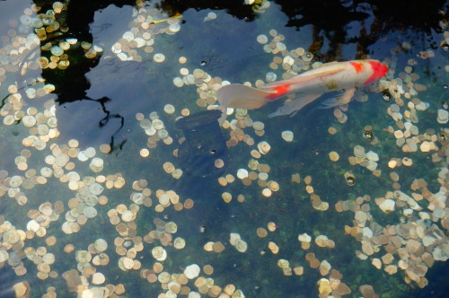 eatstraighttylenol:Lukang Mazu TempleI guess Asian temples...