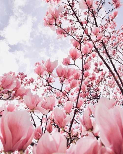 andantegrazioso:Magnolia wonder | another_blue_sky