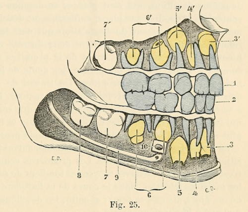 nemfrog:Mouth of a five-year-old, showing baby teeth and...