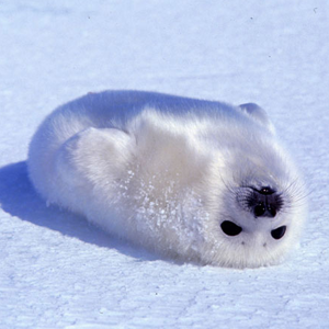 seal pup on Tumblr