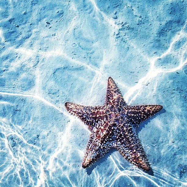 Photography — Estrella del Mar *** (via sert_mehmet on...