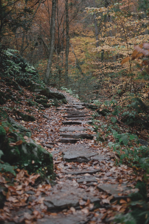 kelly smith photography ricketts glen pennsylvania nature path photographers on tumblr artists on tumblr imiging