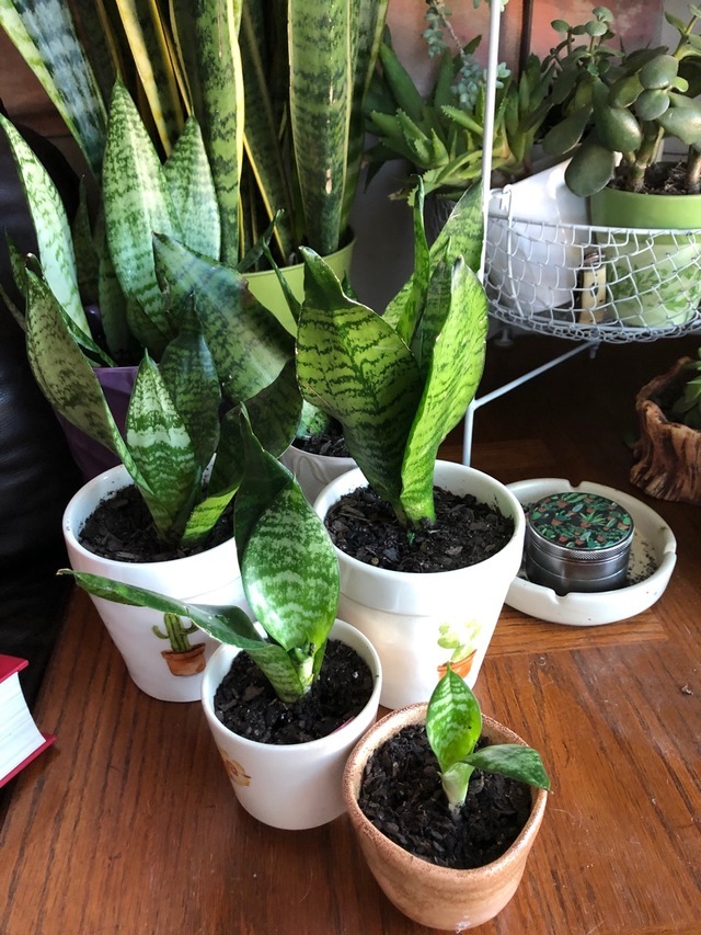 Crystals & Cats — My cute little collection of snake plants! 🌱 🌿🐍