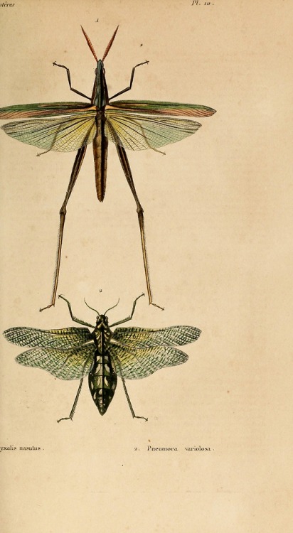 wapiti3:Natural history of insects: Orthoptera, Neuroptera,...