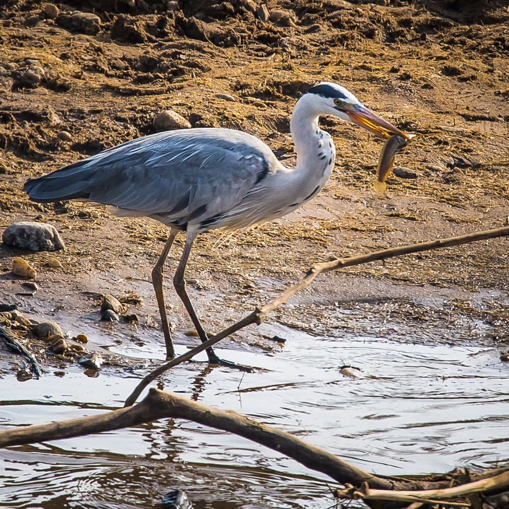 <p>Lunchtime, Masai Mara, Kenya</p>
<p>#experientialtravel <br/>
#experientialphotography (at Masai Mara National Reserve)<br/>
<a href="https://www.instagram.com/p/BzEq-guA9t8/?igshid=12eybitb71wft" target="_blank">https://www.instagram.com/p/BzEq-guA9t8/?igshid=12eybitb71wft</a></p>