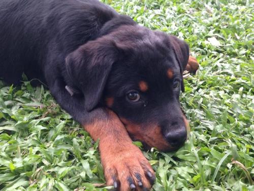 puppy pupper cute dog doggo