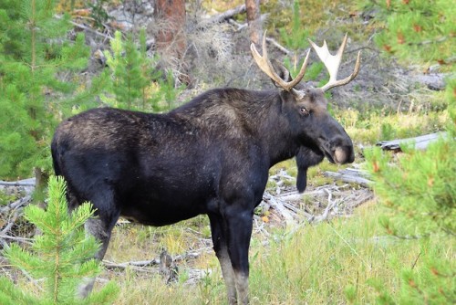 clumsum:The things I stumble across on a hike9-8-18