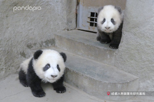 giantpandaphotos
