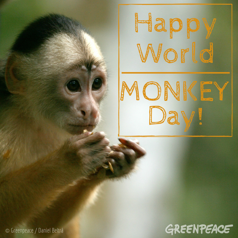 Greenpeace USA World Monkey Day  has arrived Did you 