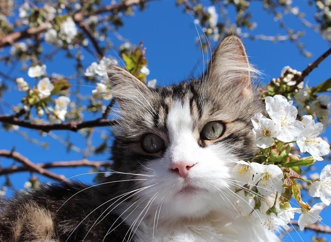 #cat from Animals are Friends