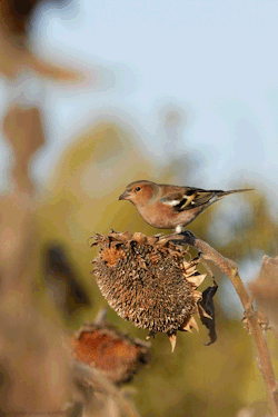 Chaffinch