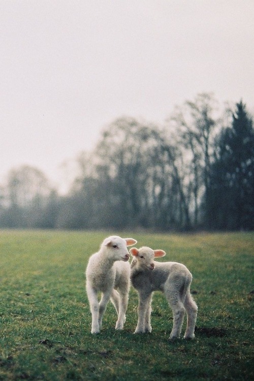 Download cute baby sheep | Tumblr