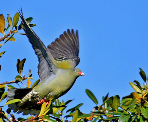 pigeonaday:Pigeon 709