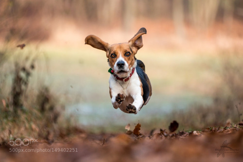 morethanphotography:Flying dog by stanislavmarko