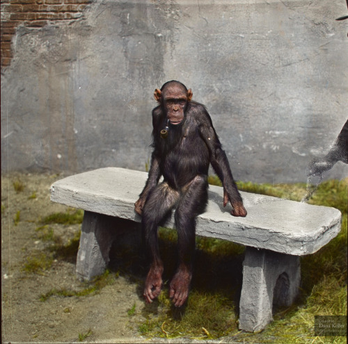 rcolorizedhistory:“Mary” the chimp, sitting on a bench with a...